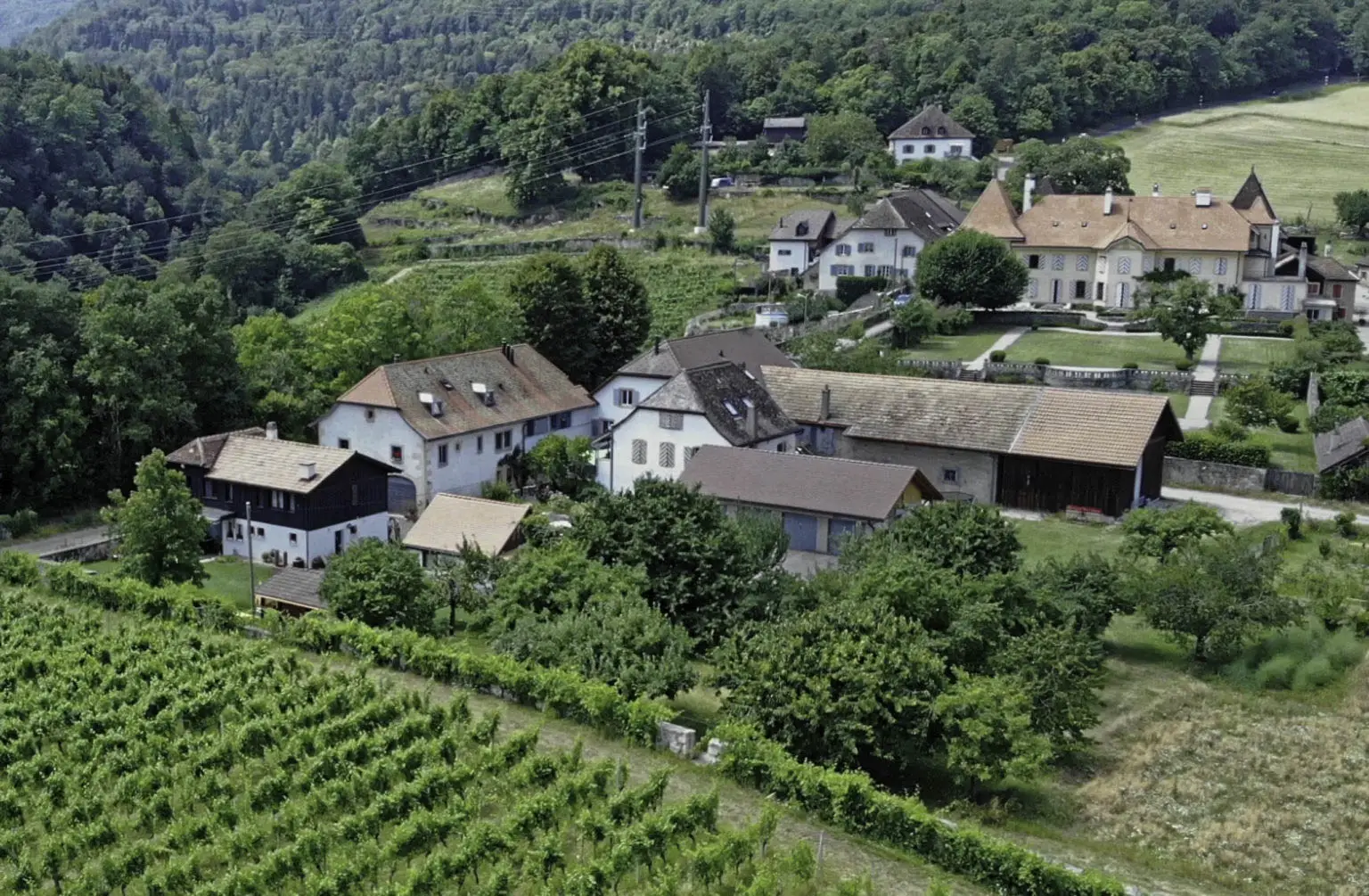 Vignobles et maisons rurales verdoyantes